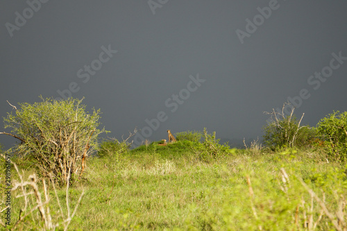 Two cheetahs in the distance  against dark cloudy sky. Green grassy field in the foreground. Amboseli National Park  Kenya -Image