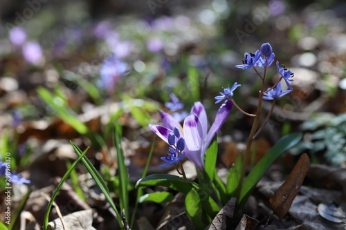 amazing, awaking, background, beautiful, beauty, bloom, blooming, blossom, blossoming, bokeh, botany, bud, calm, closeup, contrast, day, fascinating, first, flora, floral, flower, fresh, garden, gentl