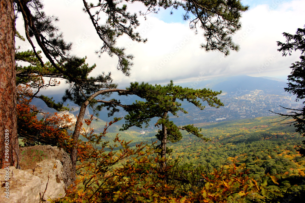 Fototapeta premium Coniferous trees of autumn mountain landscape