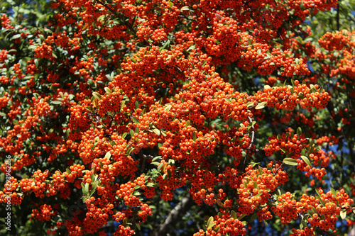 A scattering of bright orange berries