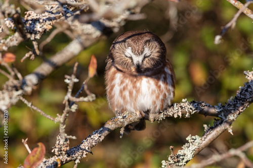 Wallpaper Mural Northern saw whet owl Torontodigital.ca