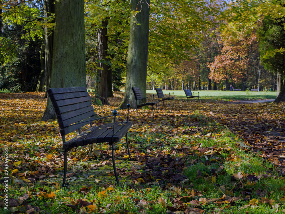 Benches in the park in autumn