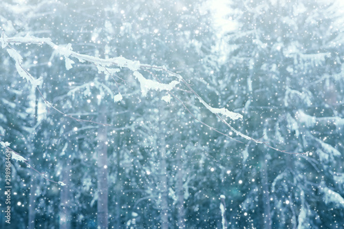Snowy fir trees and snowfall. Winter background.