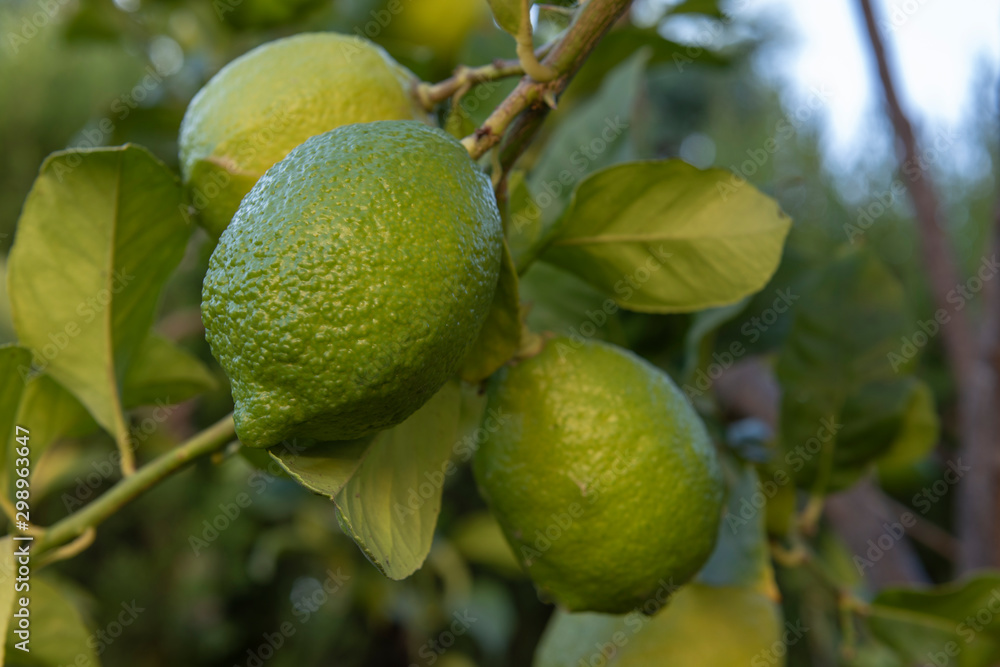 Fototapeta premium Rama con limones verdes ecológicos