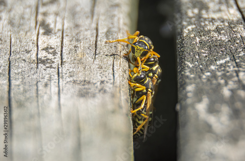 A group of wasps go on patrol