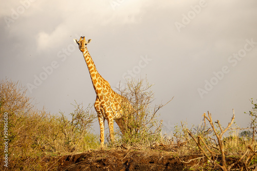 Beautiful shot of giraffe looking curiously at the camera. Early evening light, golden hour. Cloudy sky. Tsavo East National Park, Kenya -Image