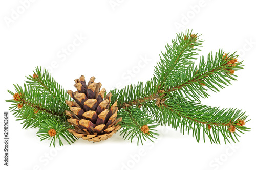Brown pine cone and fir branches isolated on white background