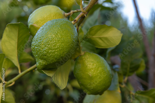 Wallpaper Mural Rama con limones verdes ecológicos Torontodigital.ca