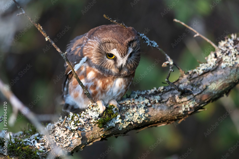 Naklejka premium Northern saw whet owl