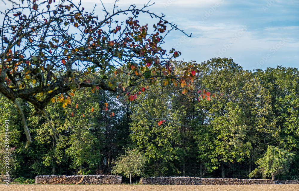 Fototapeta premium Brennholzlager am Waldrand