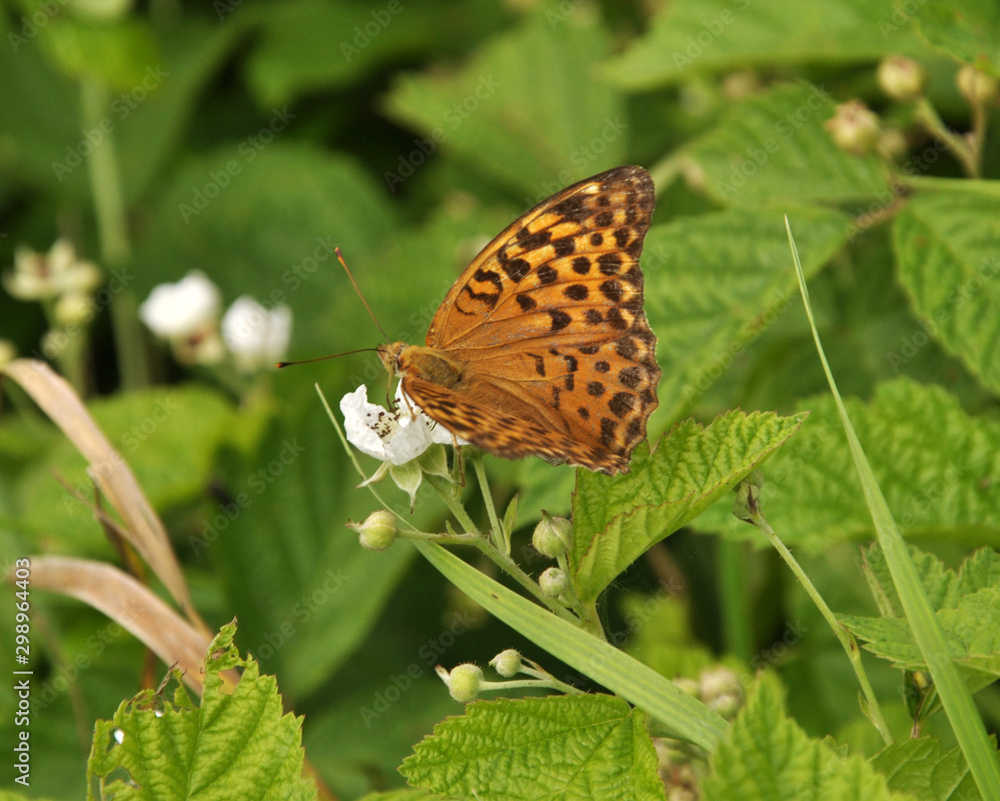On the flower a butterfly sitting Argynnis pandora On the flower a butterfly sitting Argynnis pandora