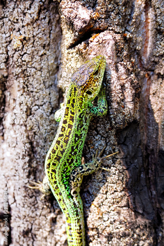 Sand lizard crawling up the trunk of the tree