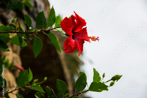 Rote Blume