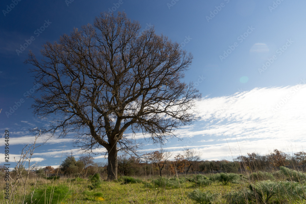 Albero