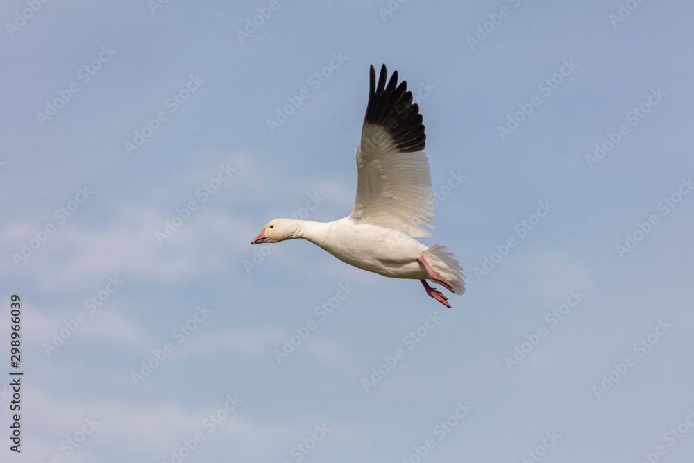 White Snow Goose