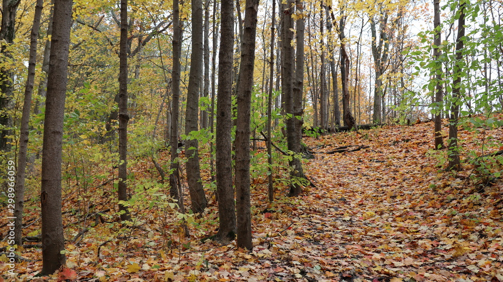 autumn in the forest autumn in the forest