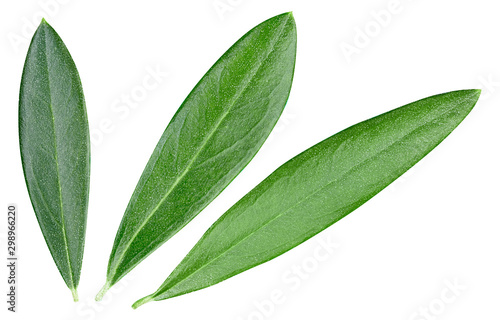 Olive green leaves isolated on white background. Olive leaves Clipping Path