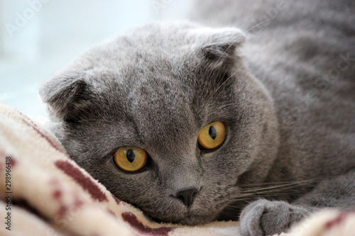Bild auf Leinwand portrait of a scottish fold gray cute cat