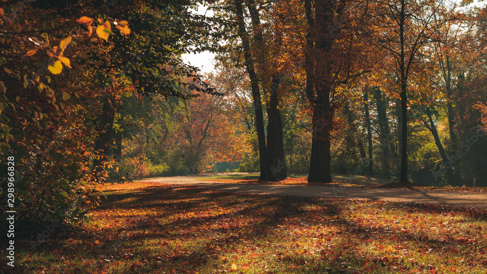 Fototapeta premium Beautiful autumn landscape with pleasant warm sunny light. Picture taken in Bad Muskau park, Saxony, Germany. UNESCO World Heritage Site.