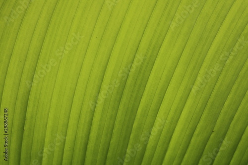 green leaf palm veins close-up texture background