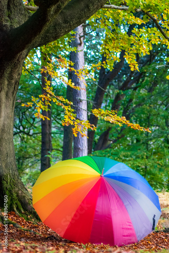 colorful umbrella in the park