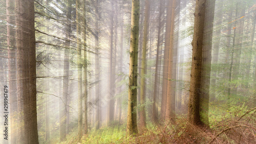 Mist in the Woods