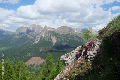 A park at Dolomites Passo Staulanza, flower  photo