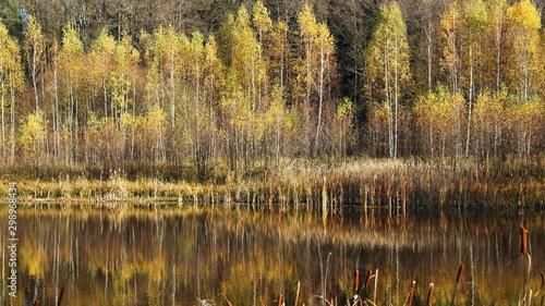reflection of yellow birches in a forest lake in autumn