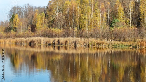 reflection of yellow birches and shrubs in a forest lake in autumn
