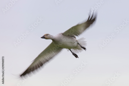 Flying Snow Geese with motion blur