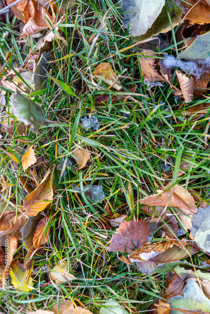Fototapeta premium autumn leaves and snow in grass