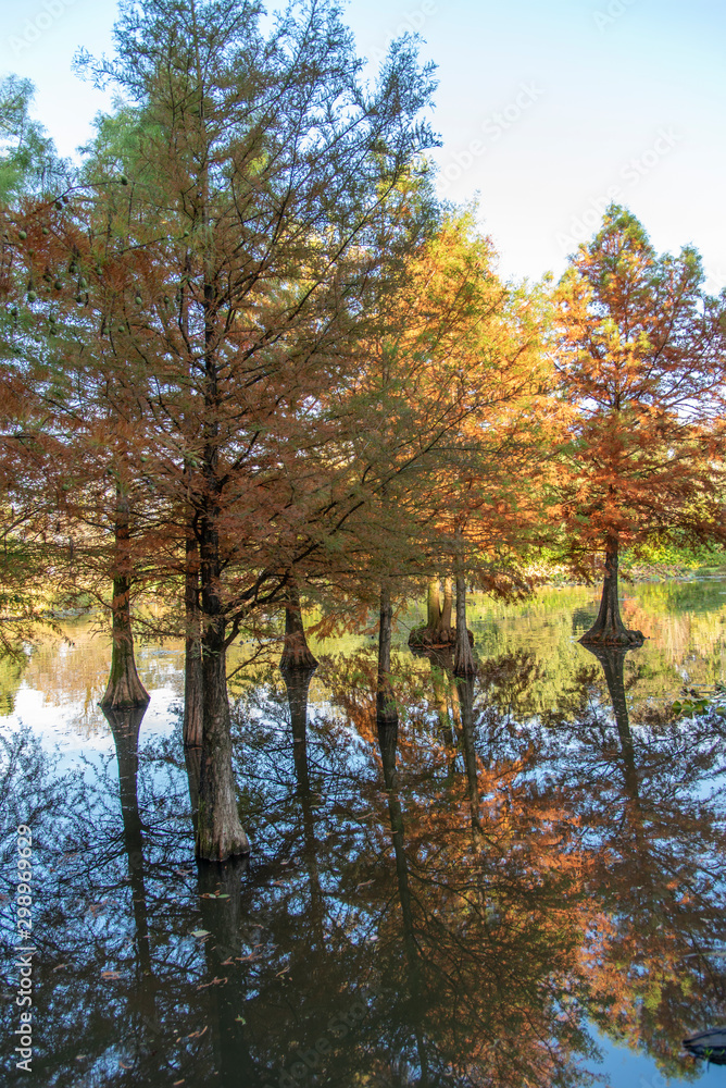 beautiful autumn trees and gardens by the lake