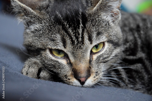 European Shorthair Striped Cat resting 