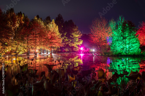 beautifully illuminated trees at the lake in autumn