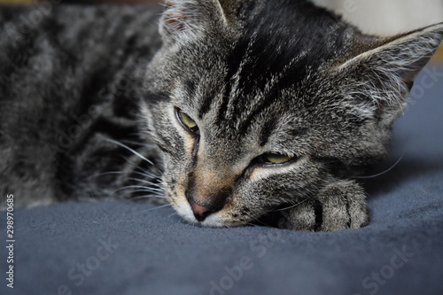 European Shorthair Striped Cat resting 