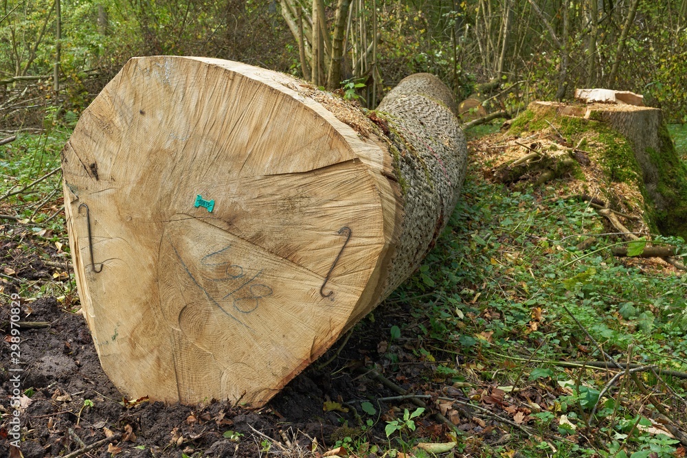 Forestry and logging. A big ash tree trunk. Fraxinus excelsior Forestry and logging. A big ash tree trunk. Fraxinus excelsior