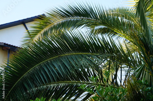 palm tree on the beach © Станислав 