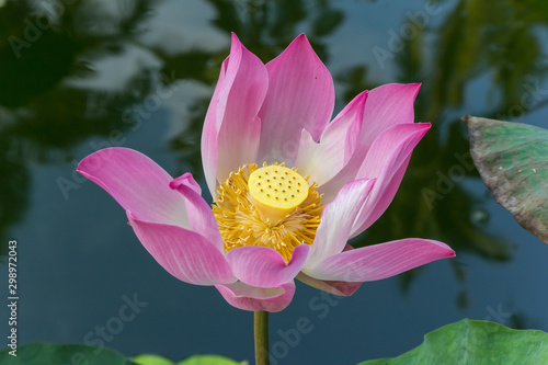 Pink lotus flower in a pond photo