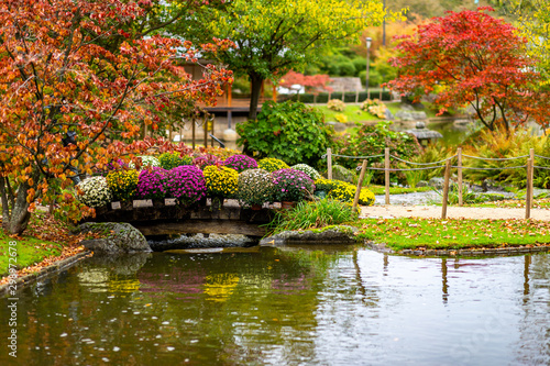 Сhrysanthemum (also known as golden-daisy) on display over bridge in Japanese Garden of Hasselt, Belgium photo