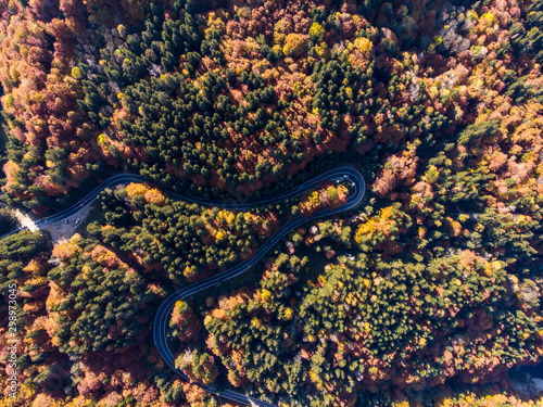View from the air of a winding asphalt road with turns, through beautiful colorful autumn forest with red yellow and green trees in Transfagarasan – Carpathian mountains, Romania.