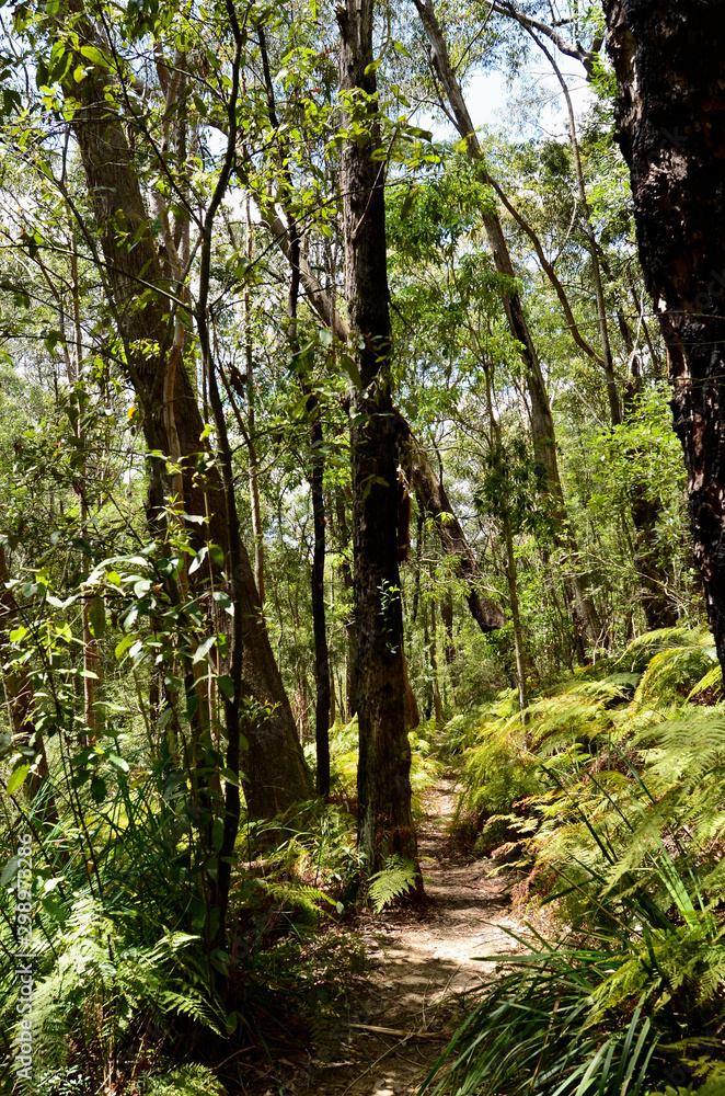 A view of a walking trail at Hazelbrook in the Blue Mountains west of Sydney. A view of a walking trail at Hazelbrook in the Blue Mountains west of Sydney.