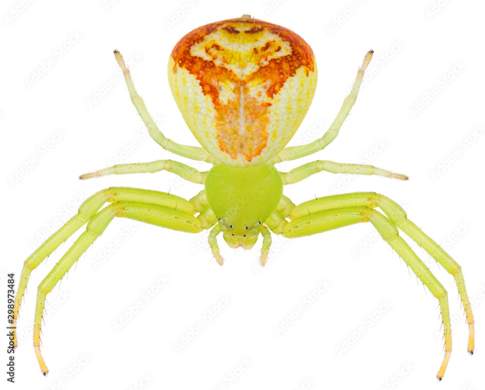 The Ebrechtella tricuspidata spiders a species of crab spiders