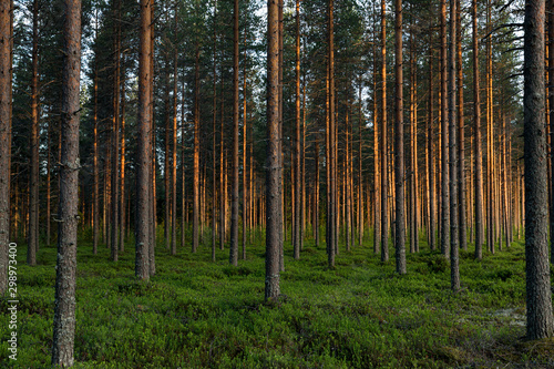 Colorful pine forest in summer