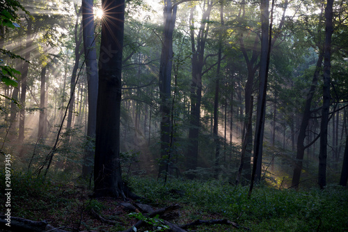 Rezerwat Segiet UNESCO Bytom lasy