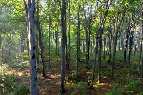 Rezerwat Segiet UNESCO Bytom lasy © _maciej_