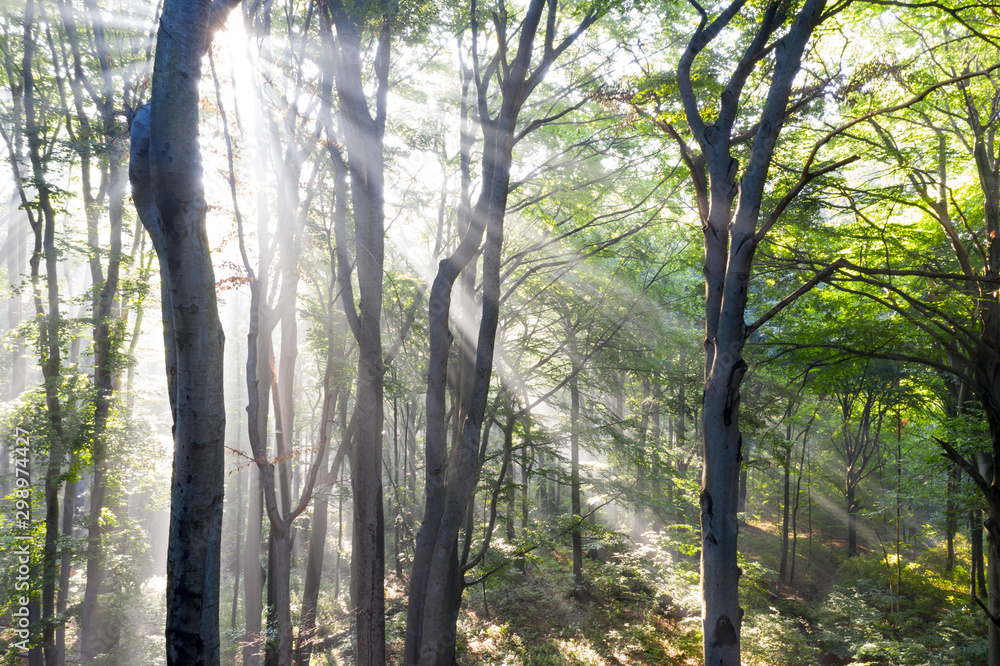 Naklejka premium Rezerwat Segiet UNESCO Bytom lasy