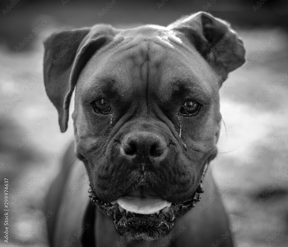 perro boxer perro boxer