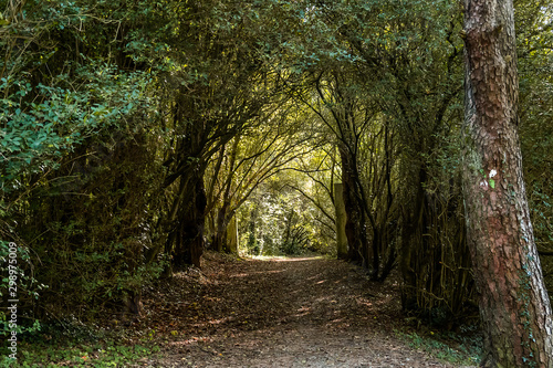 Path through the forest with leaves on the ground