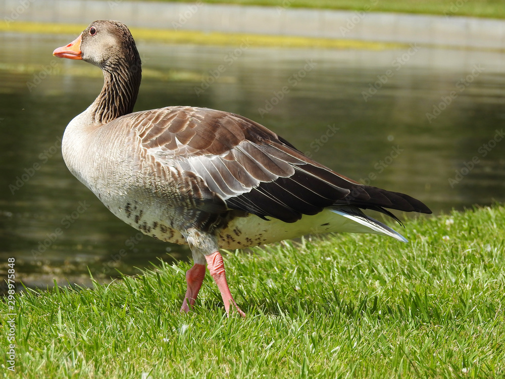 Domestic goose walk and graze on water Domestic goose walk and graze on water