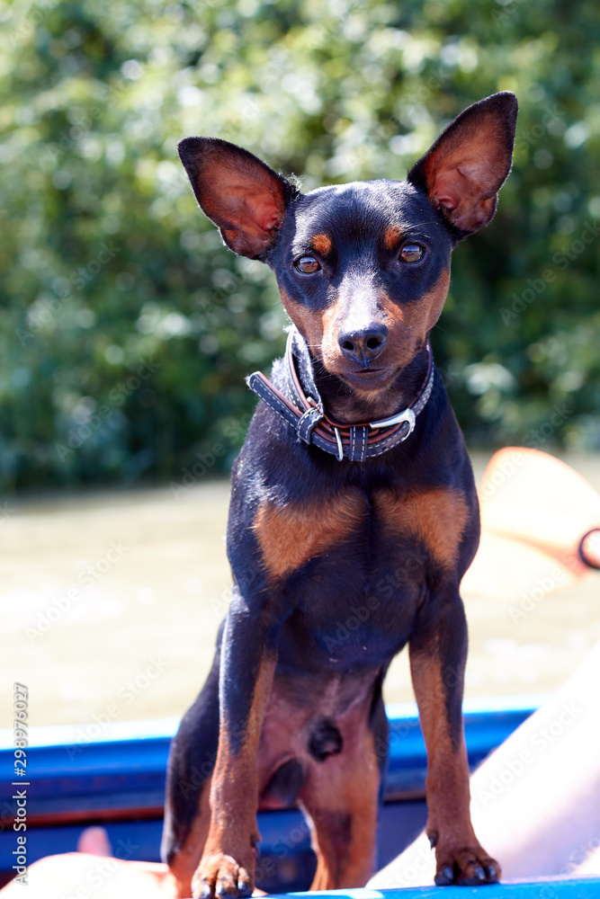 The Miniature Pinscher (Zwergpinscher, Min Pin) is a small breed of dog of  the Pinscher type, developed in Germany. Stock-Foto | Adobe Stock
